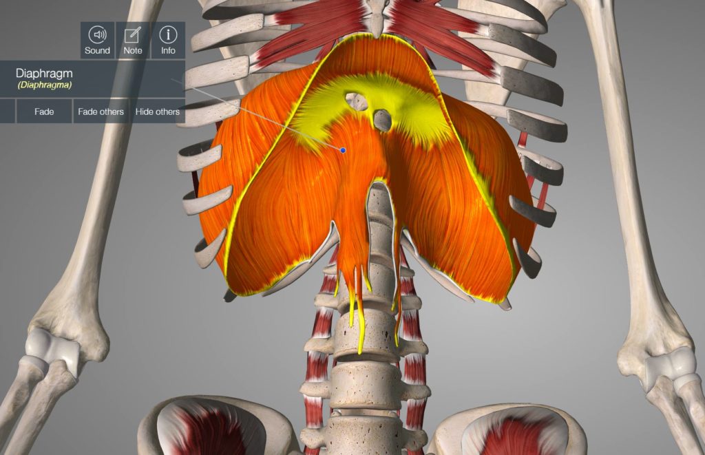 Tips For Your Diaphragm